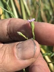 Symphyotrichum expansum