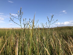 Symphyotrichum expansum