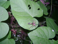 Megalostrata