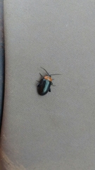 Disonycha triangularis