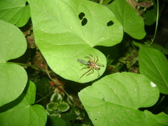 Megalostrata