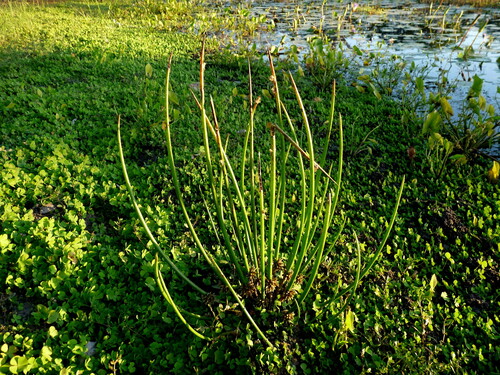 Schoenoplectiella articulata, 2025-06-05