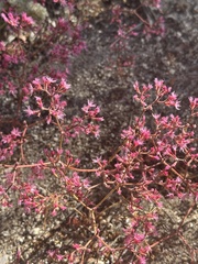 Chorizanthe fimbriata var. laciniata