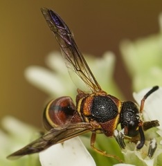 Euodynerus hidalgo hidalgo
