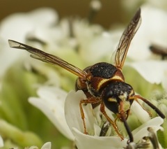 Euodynerus hidalgo hidalgo