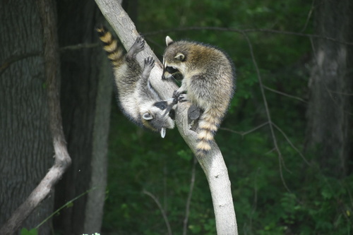 Common Raccoon photographed in Missouri