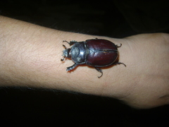 Strategus aloeus