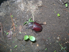 Strategus aloeus