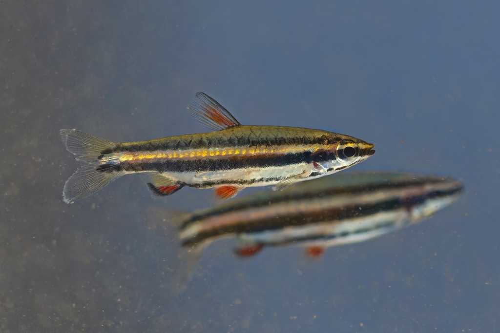 Dwarf pencilfish (Nannostomus marginatus) — Lebiasinidae