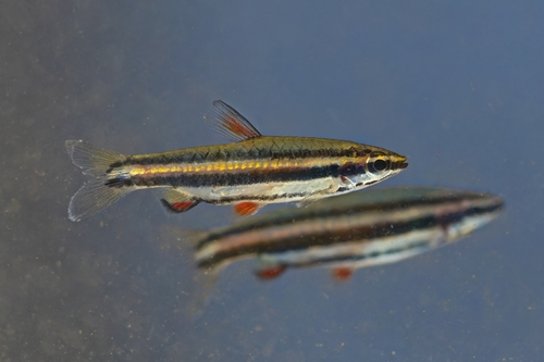 Dwarf pencilfish (Nannostomus marginatus) — Lebiasinidae