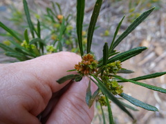 Dodonaea viscosa angustissima