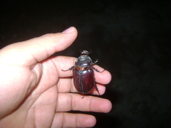 Strategus aloeus