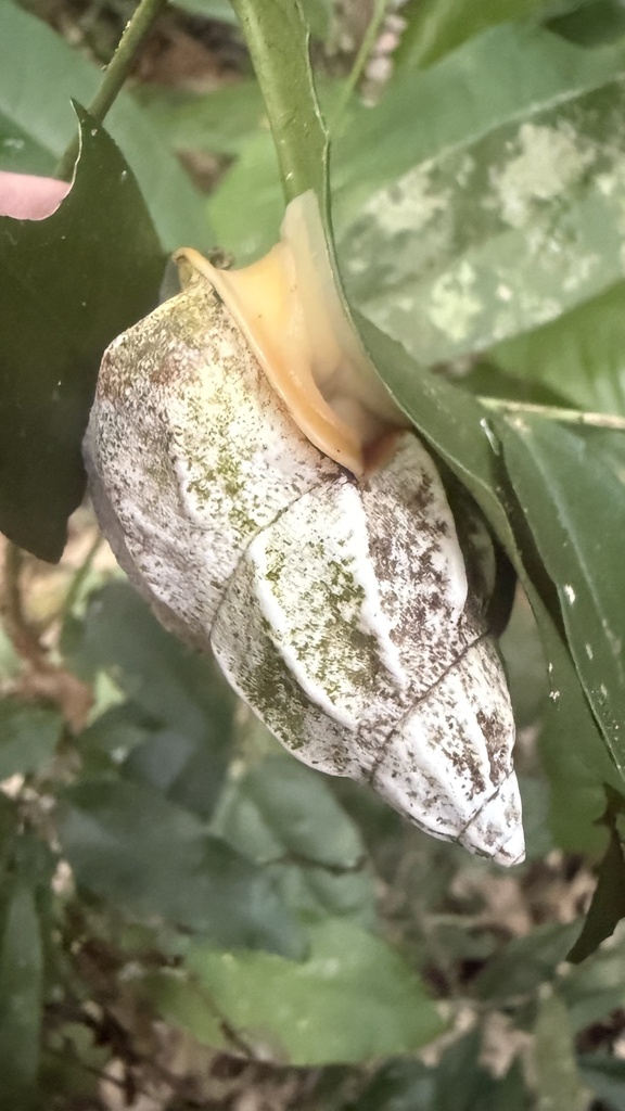 Auris bilabiata