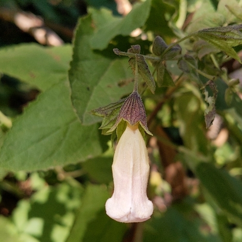 heart-leaved pitcher sage (Lepechinia cardiophylla)