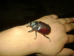 Strategus aloeus
