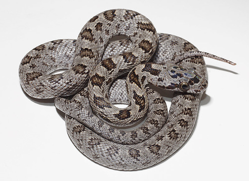 Baird's Ratsnake