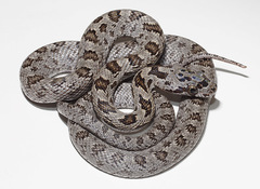 Baird's Rat Snake photo 3