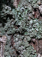 Punctelia appalachensis