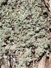 Punctelia appalachensis