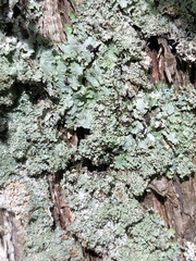 Punctelia appalachensis