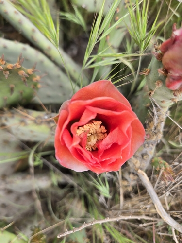 Opuntia vaseyi