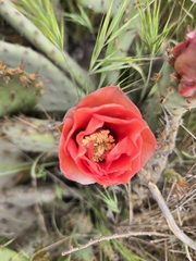 Opuntia × vaseyi
