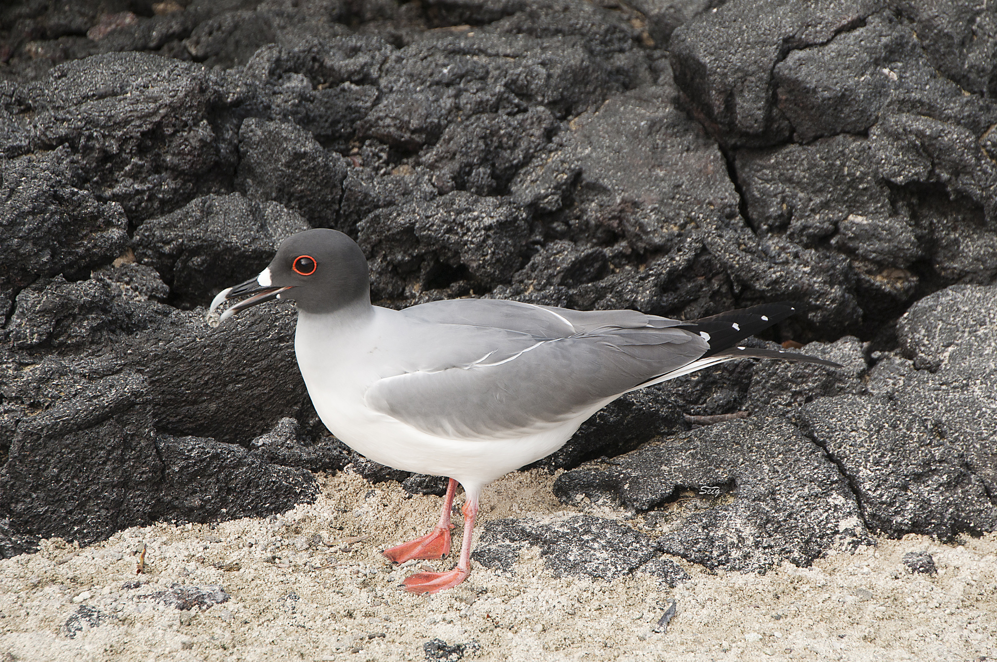 Swallow-tailed Gull illustration