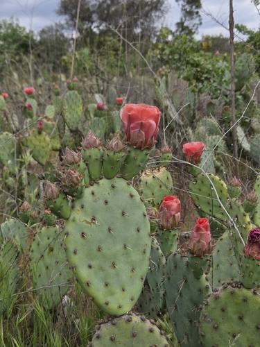 Opuntia × vaseyi, photograph 2