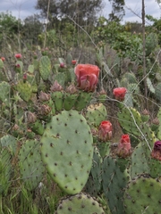 (c) Cristhian Mace, some rights reserved (CC BY) Opuntia × vaseyi, photograph (c) Cristhian Mace, some rights reserved (CC BY)