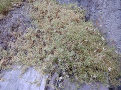 Cherleria circassica