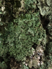 Punctelia appalachensis