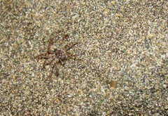 Allocosa