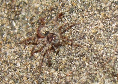 Allocosa