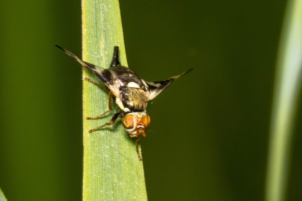 Thistle Stem Gall Fly from Lyons State Habitat Area on June 14, 2025 at ...