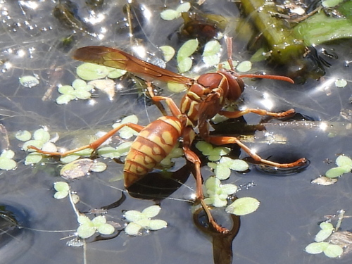 Apache Paper Wasp photo 5