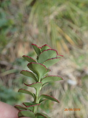 Veronica macrantha