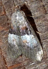 Pococera robustella