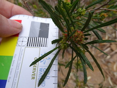 Dodonaea viscosa angustissima