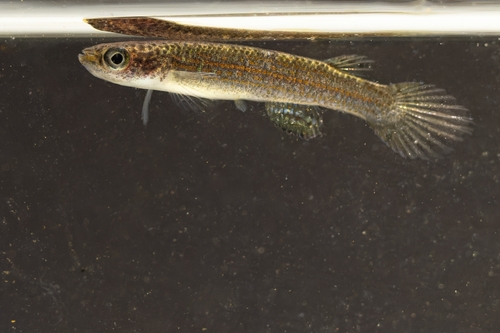 Smallfin rivulus (Anablepsoides micropus) — Rivulidae