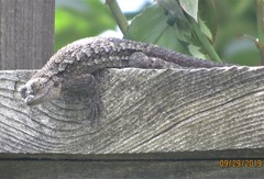 Sceloporus occidentalis