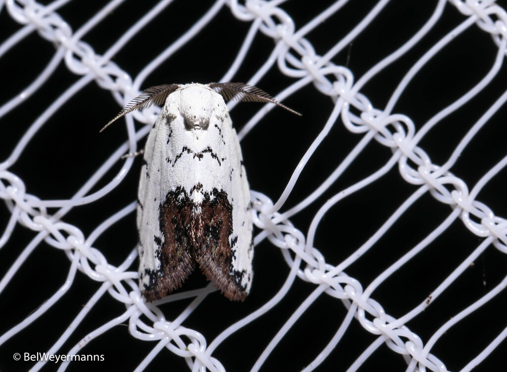 Afrida superciliosa