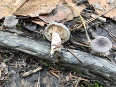Lactarius mammosus