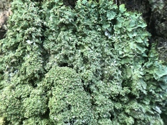 Punctelia appalachensis