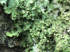 Punctelia appalachensis