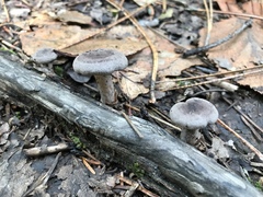 Lactarius mammosus