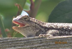 Sceloporus occidentalis