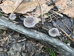 Lactarius mammosus