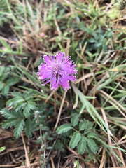 Mimosa strigillosa