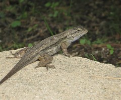 Sceloporus occidentalis