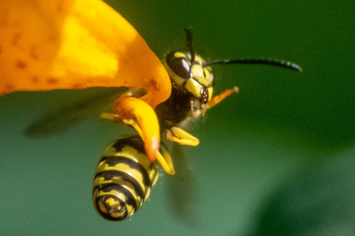 Eastern yellowjacket